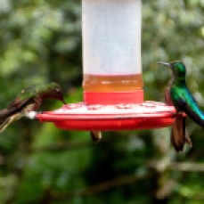 valle-de-cocora-kolibry